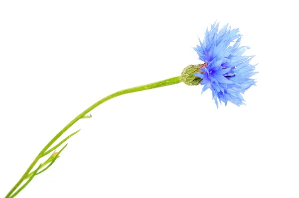 Centaurea — Foto Stock