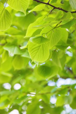 ıhlamur yaprakları