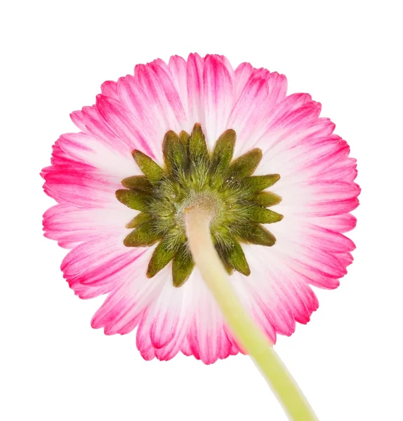 Daisy — Stock Photo, Image