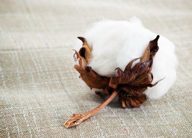 Cotton plant clipart