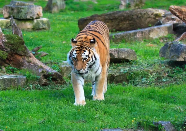 Tigre — Foto Stock