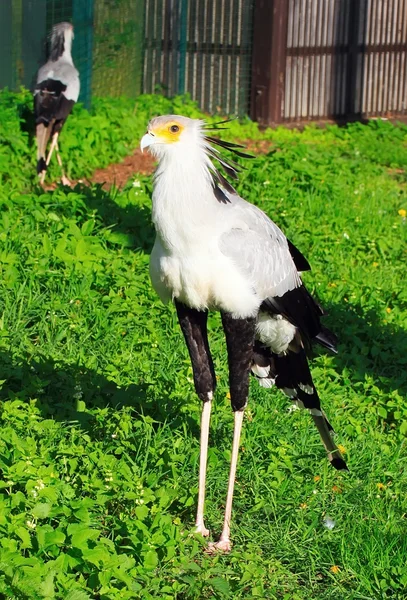 Secretaria Bird — Foto de Stock