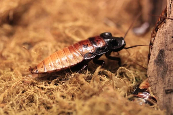 Cockroach — Stock Photo, Image