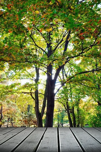 Осеннее дерево — стоковое фото
