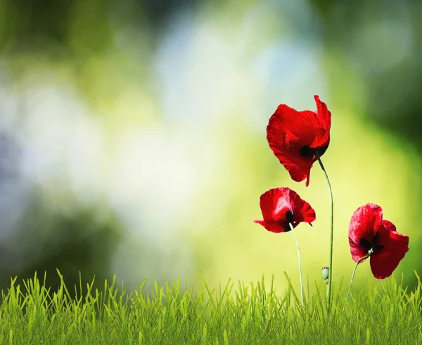 Flowers in grass — Stock Photo, Image