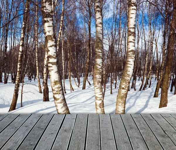 Birch forest — Stock Photo, Image