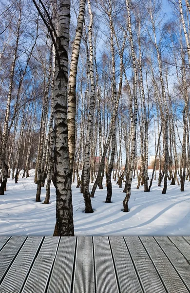 Bos in de winter — Stockfoto