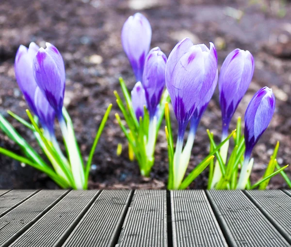 Grupo de crocus — Fotografia de Stock