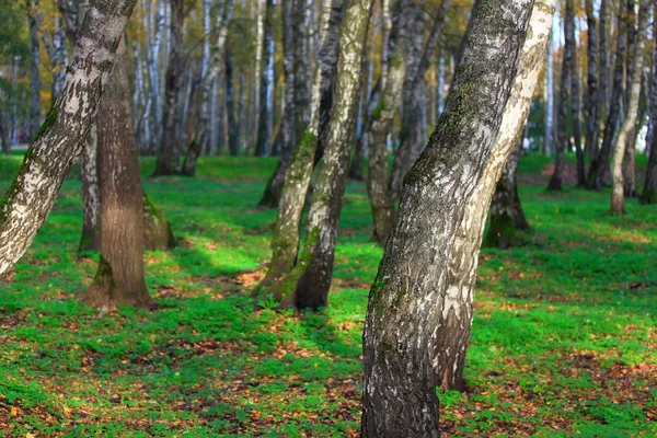 Birch trees — Stock Photo, Image