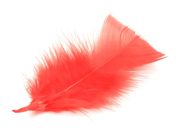 Feather — Stock Photo, Image