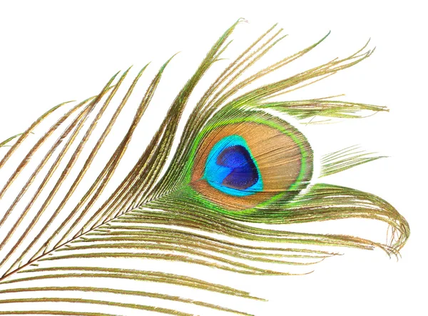 Peacock — Stock Photo, Image