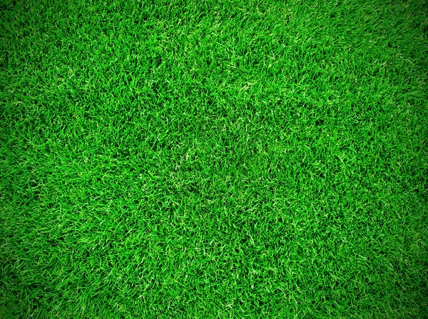 Trawa łąka — Zdjęcie stockowe