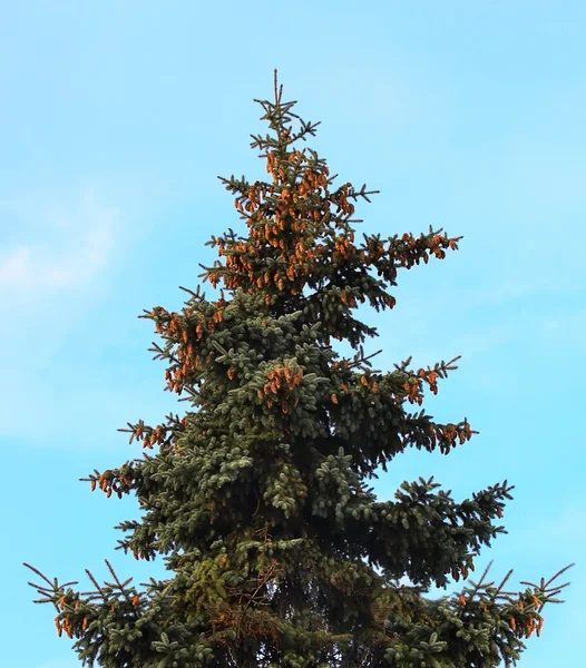 Köknar ağacı — Stok fotoğraf