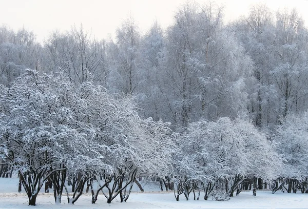 Zonnige winter park — Stockfoto