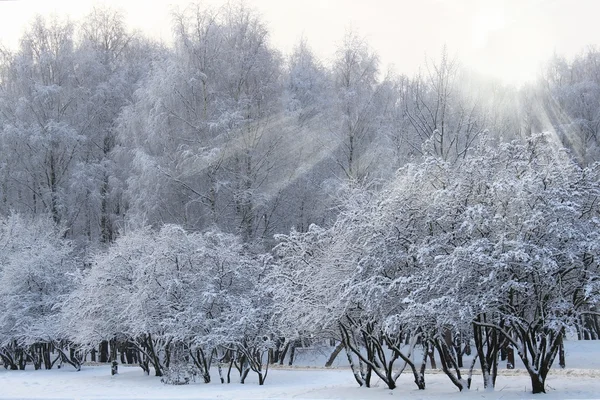 Parque de inverno ensolarado — Fotografia de Stock