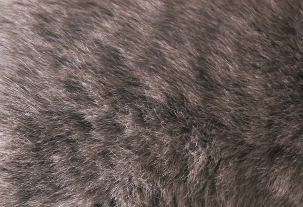 猫の毛 — ストック写真