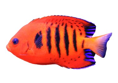 Centropyge