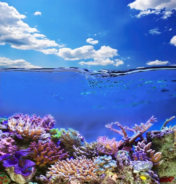 Underwater life — Stock Photo, Image