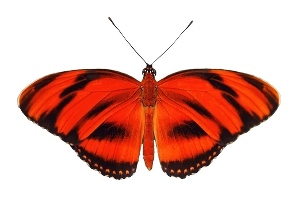 Mariposa roja — Foto de Stock