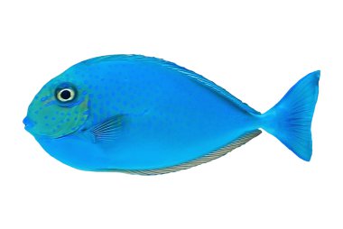 egzotik balık
