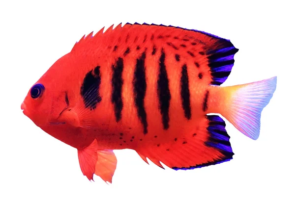Tropical fish — Zdjęcie stockowe