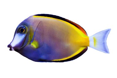 japonicus balık