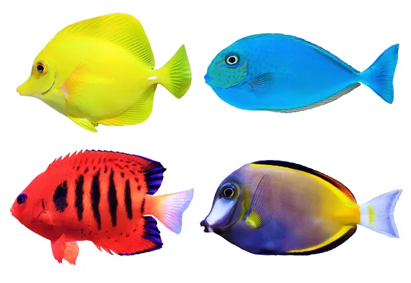 Set of tropical sea fishs — Stock Photo, Image