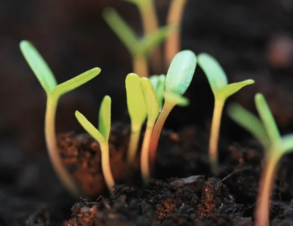 Plantas — Foto de Stock