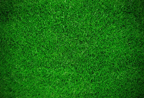 Grass field — Stock Photo, Image