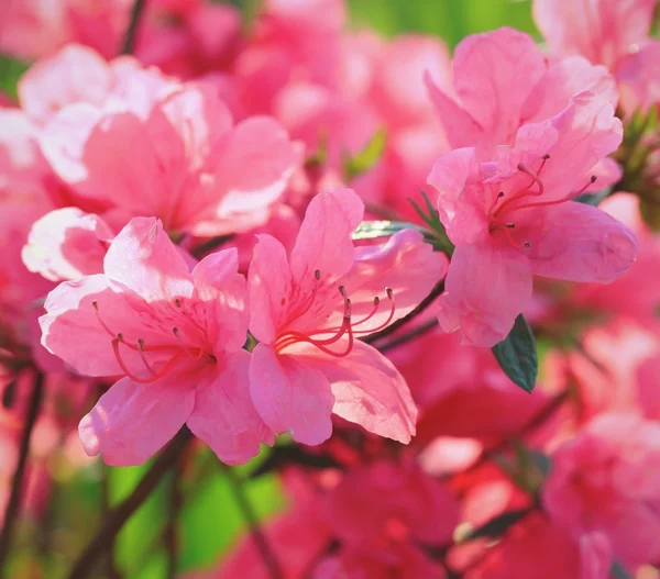 Ródodendro — Foto de Stock
