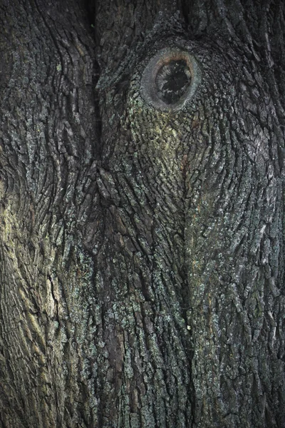 Дерево — стокове фото