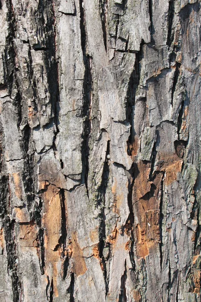 Стовбур дерева — стокове фото