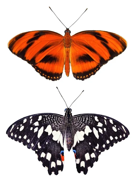 Zwei Arten von Schmetterlingen — Stockfoto