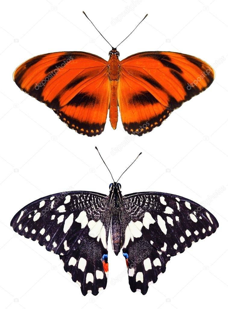 Two type butterflies