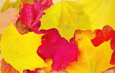Sonbahar Yaprakları