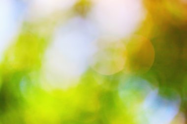 güneşli doğa bokeh