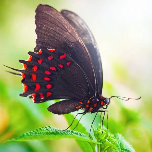 Yaprak üzerinde Kelebek — Stok fotoğraf