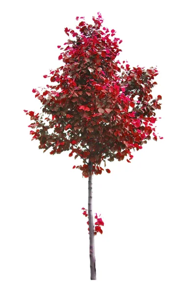 Linden tree — Stock Photo, Image
