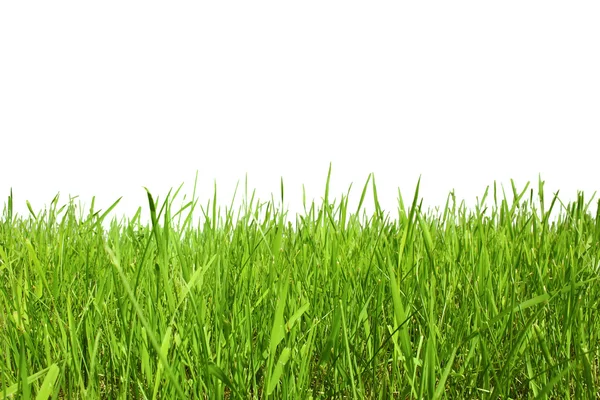Campo de hierba —  Fotos de Stock