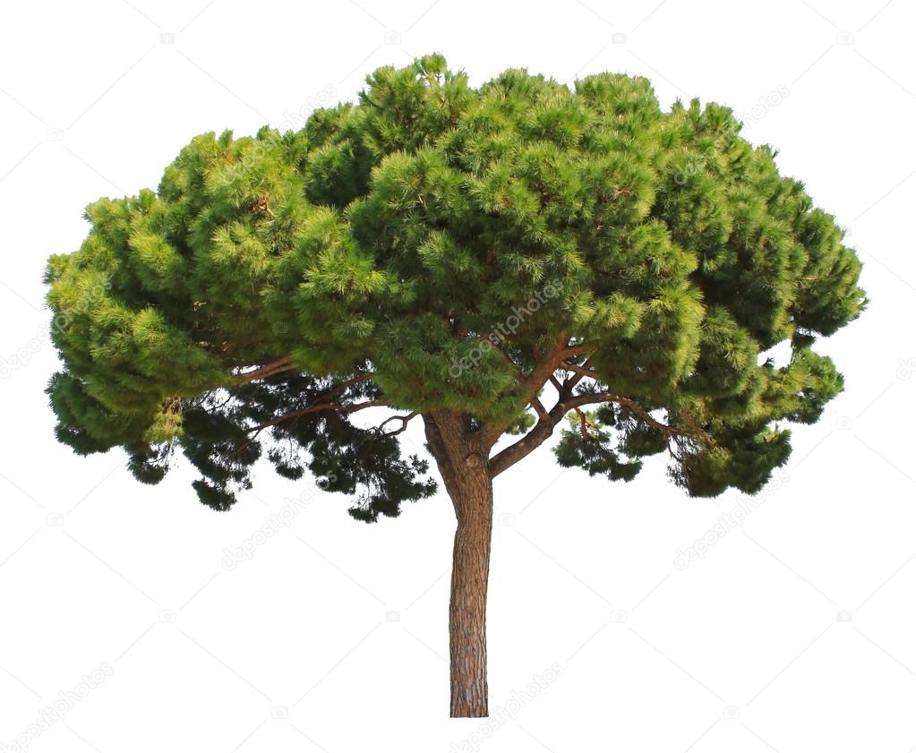 Coniferous pine tree