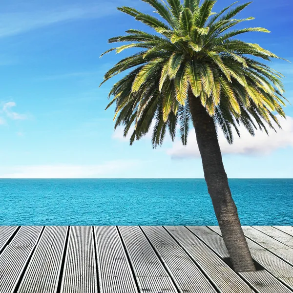 Havsutsikt och palmer — Stockfoto
