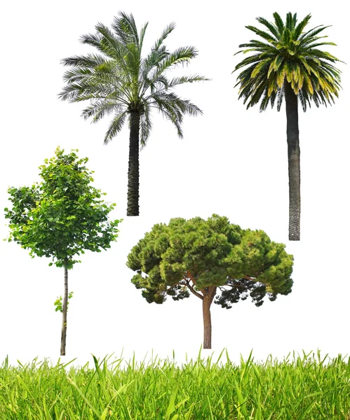 Set of different trees — Stock Photo, Image