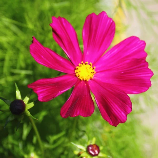 Güzel cosmea — Stok fotoğraf