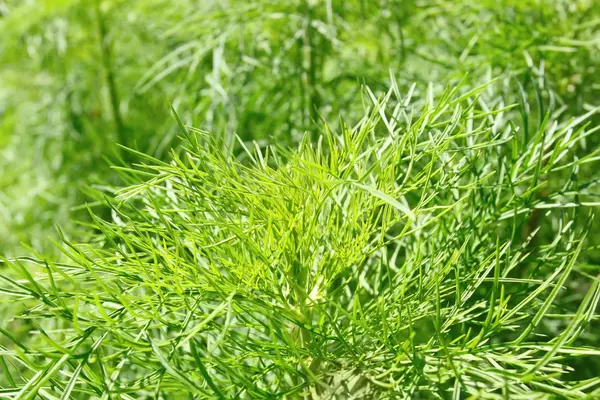 Green plant — Stock Photo, Image