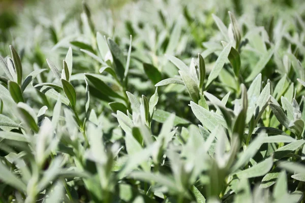 Planta de grama verde — Fotografia de Stock