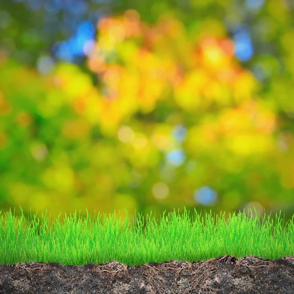 Grass growth — Stock Photo, Image