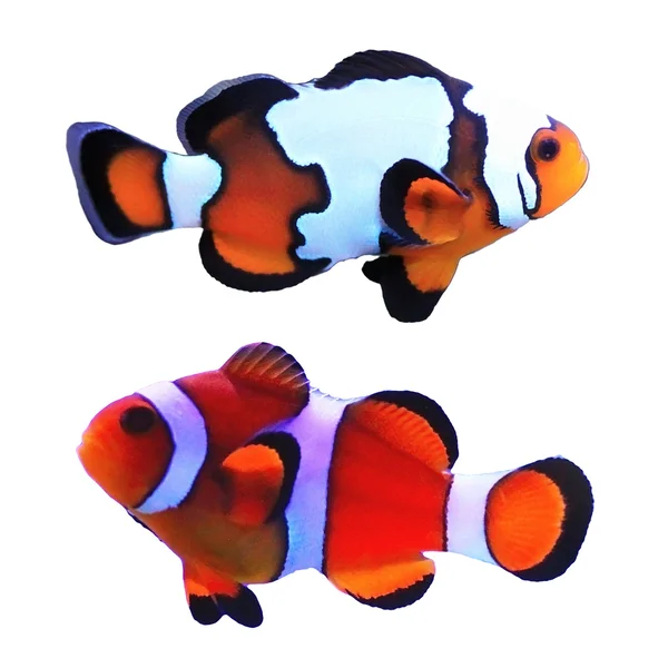 Clown fishs — Stock Photo, Image