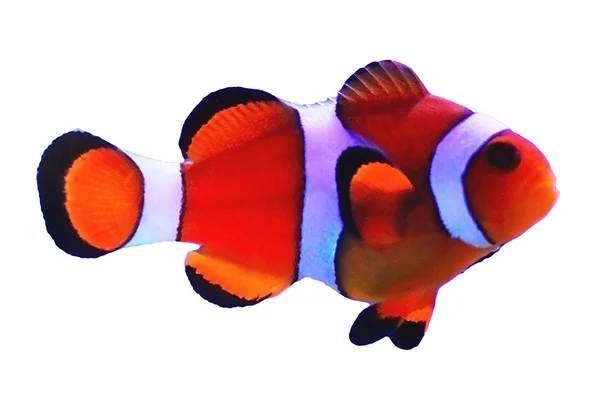 Рыба-клоун — стоковое фото