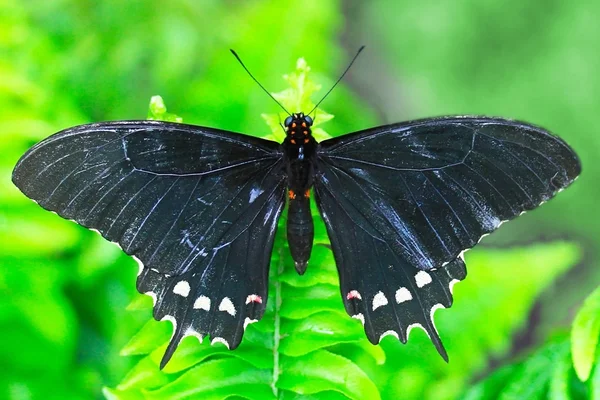 Black butterfly — Stock Photo, Image