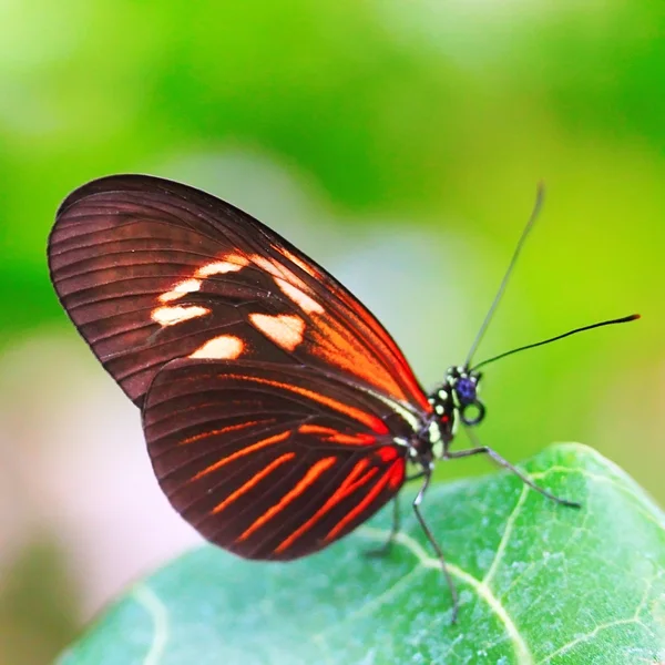 Mariposa roja — Foto de Stock